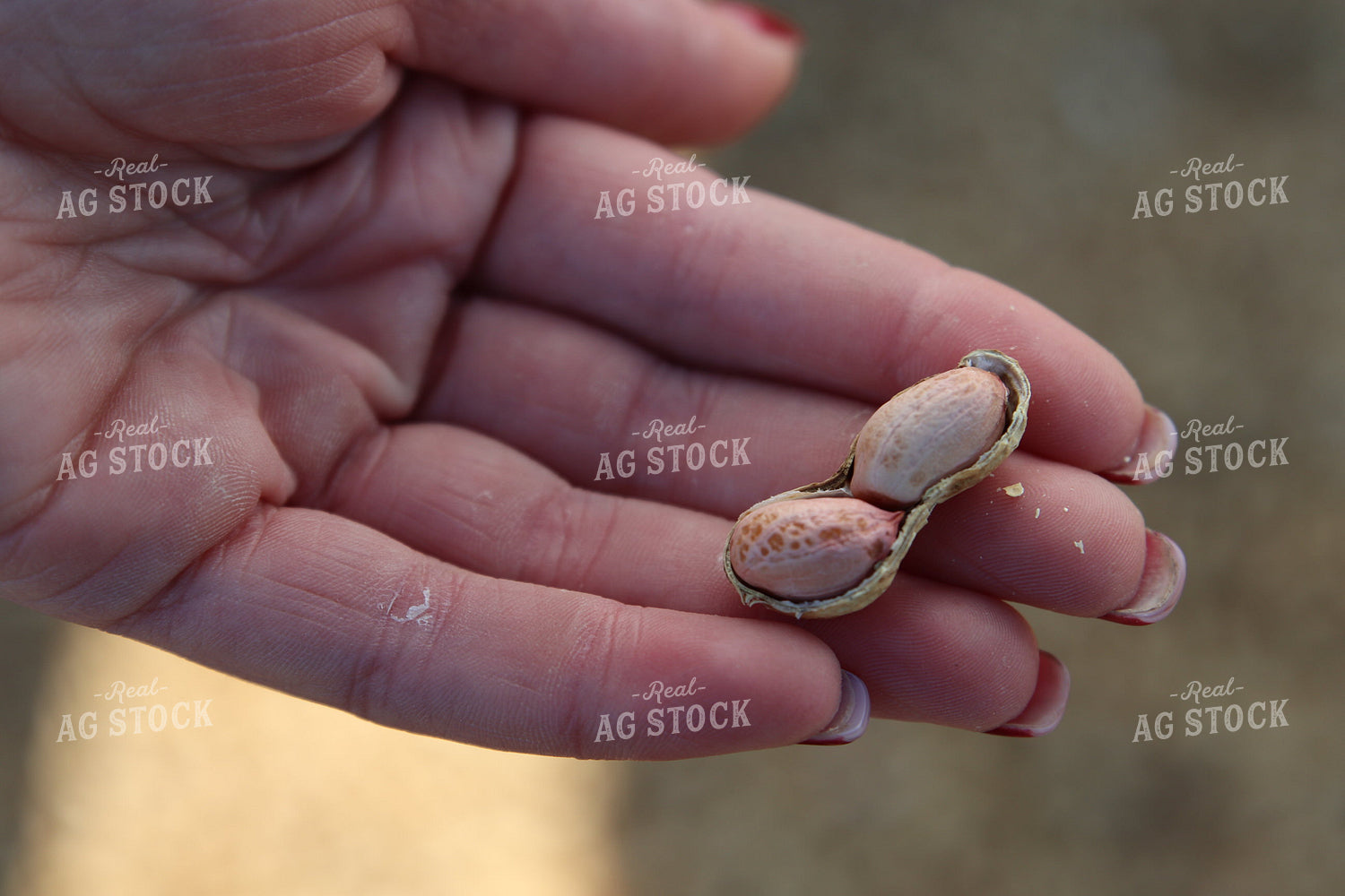 Harvested Peanuts 102201