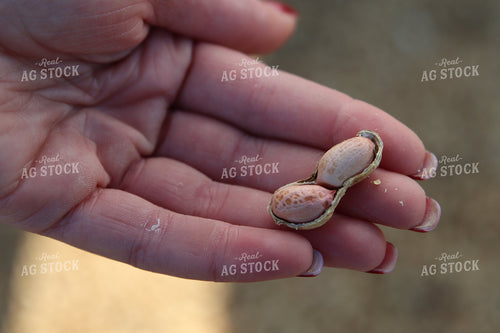 Harvested Peanuts 102201