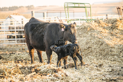 Cow Giving Birth to Calf 70124