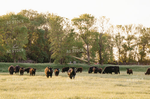 Black Angus Cattle on Pasture 68193