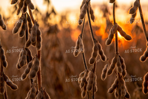 Dried Soybeans at Sunset 25707