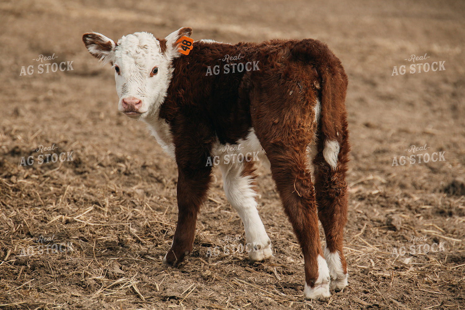 Calf 194056