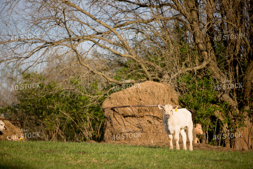 Calf - Charolais and Angus Cross 1