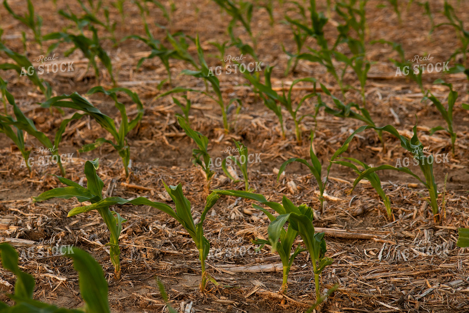 Hail Damaged Corn 67255
