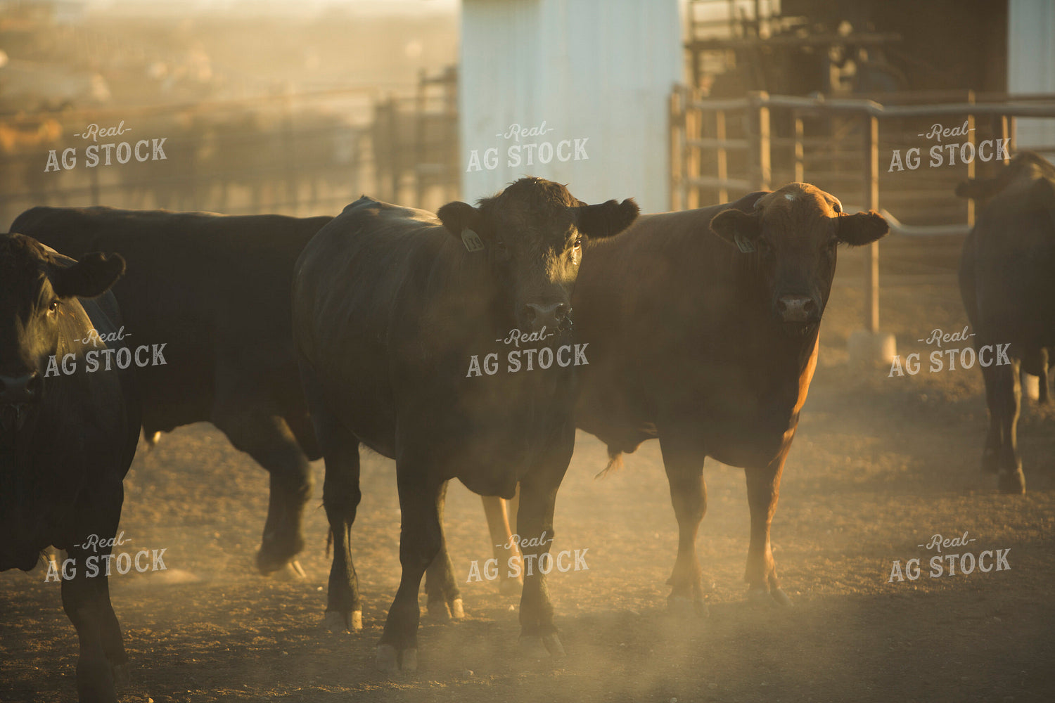 Feedyard Cattle 3814