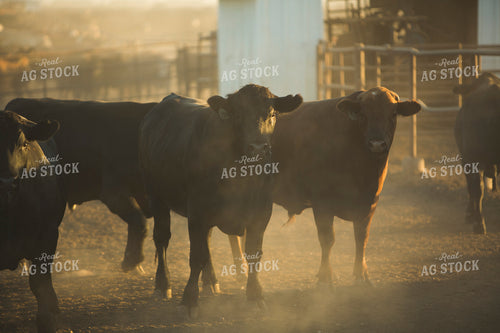 Feedyard Cattle 3814