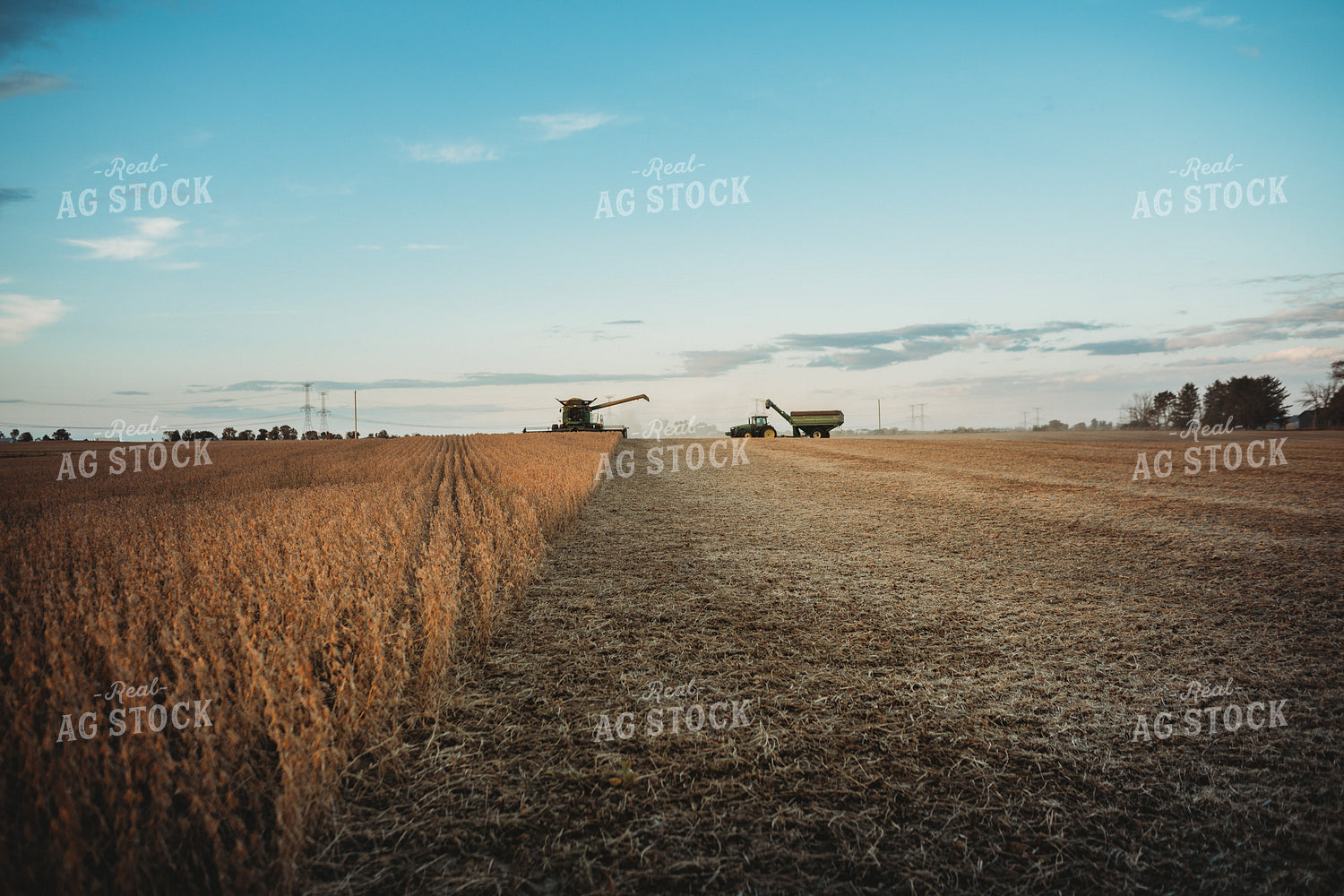 Combine Cutting Soybeans at Sunset 3456