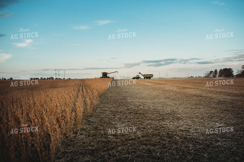 Combine Cutting Soybeans at Sunset 3456