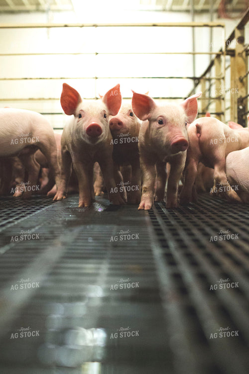 Piglets in Modern Barn 3876