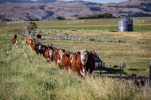 Cattle in Line 81101