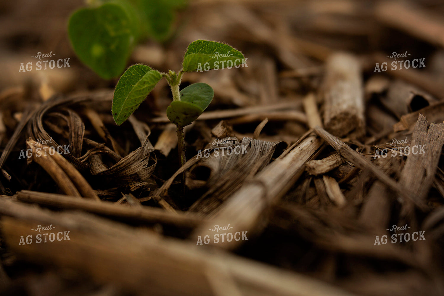 Early Growth Soybean Plant 6339