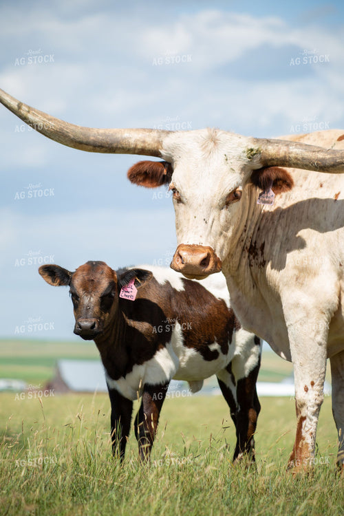 Texas Longhorn Cow with Calf on Green Pasture 406050