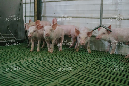 Weaned Piglets in Pen 3256