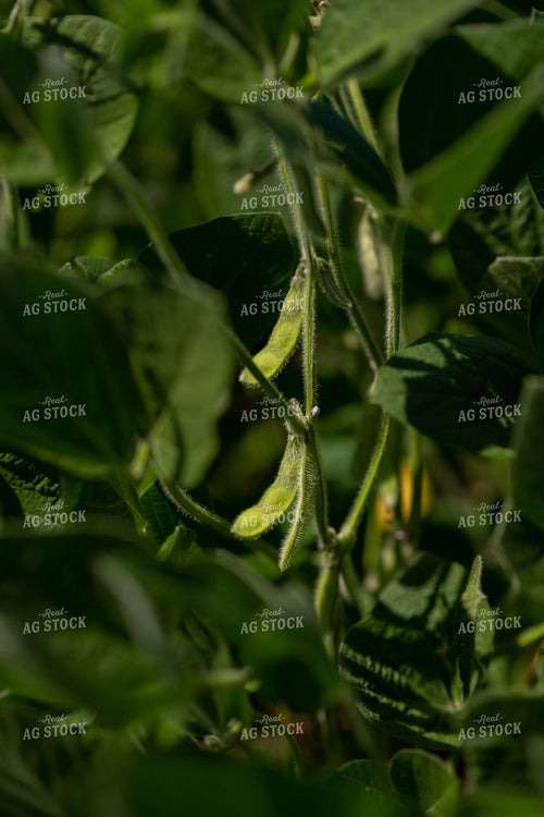 Midseason Soybeans 76668