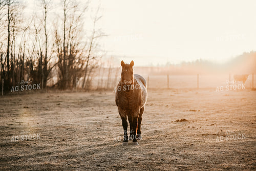 Horse in Pasture 64190