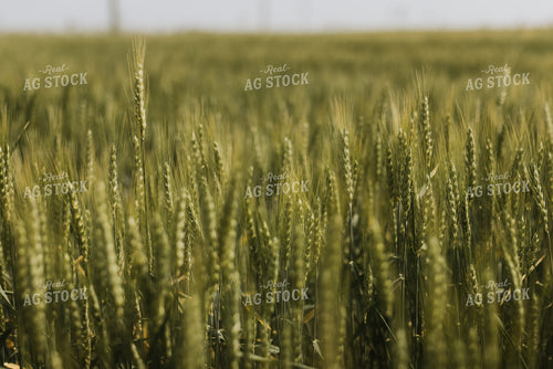 Wheat Field 7853
