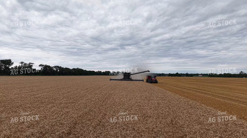 Wheat Harvest 115984