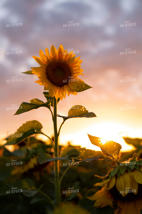 Sunflowers 2069