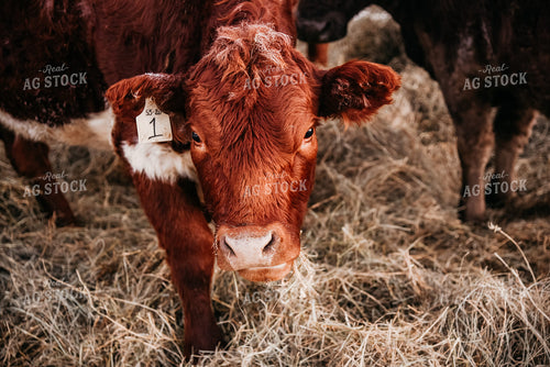 Red Angus Hereford 64004