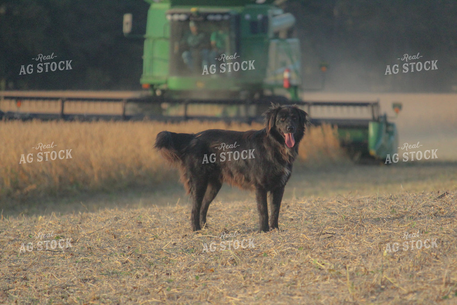 Farm Dog at Soybean Harvest 52051