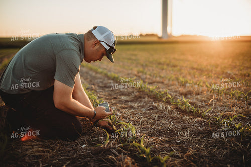 Farmer Agronomist Examining Corn Roots in Triticale Cover Crop Field 5912