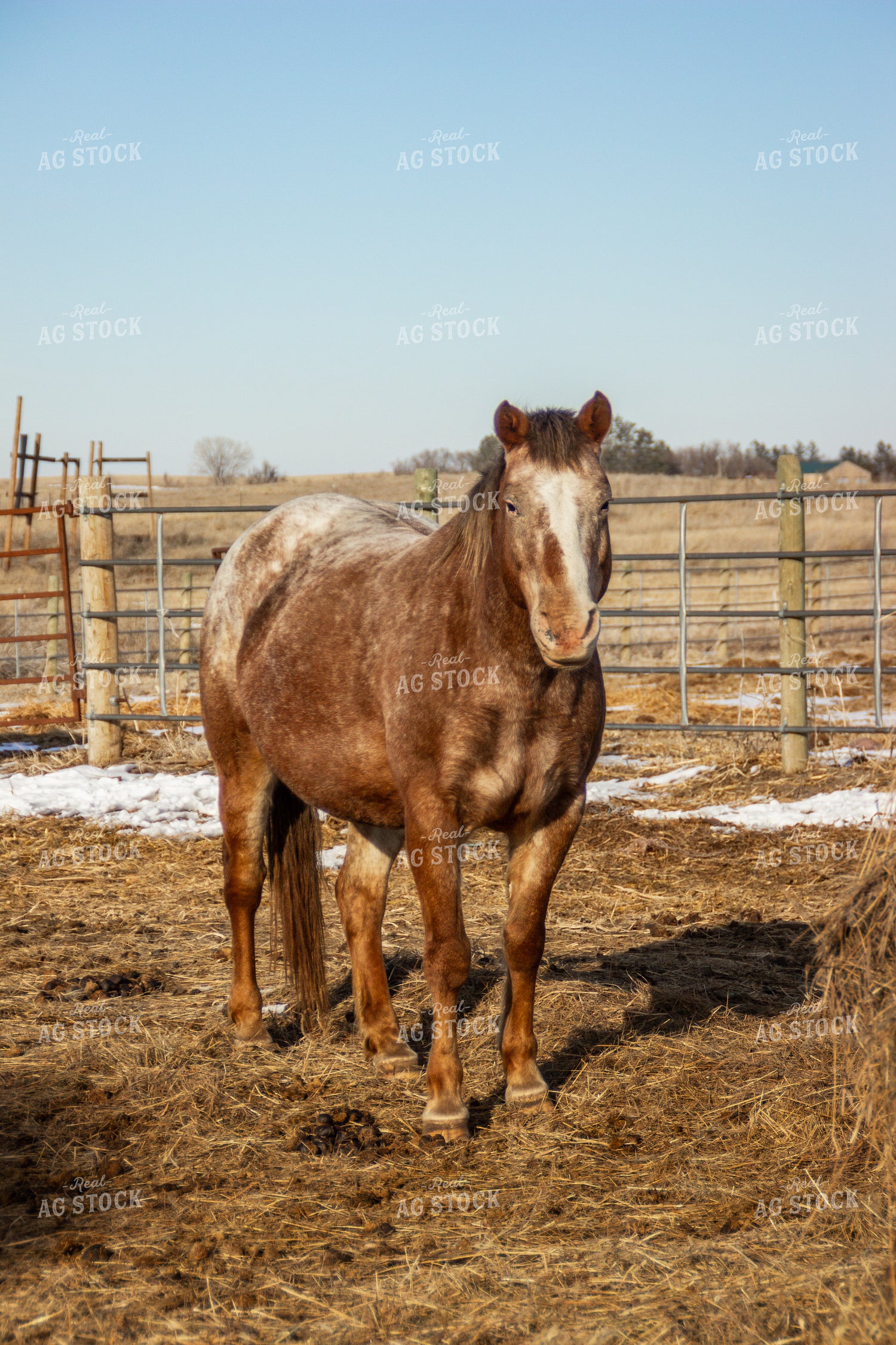 Horse 155151