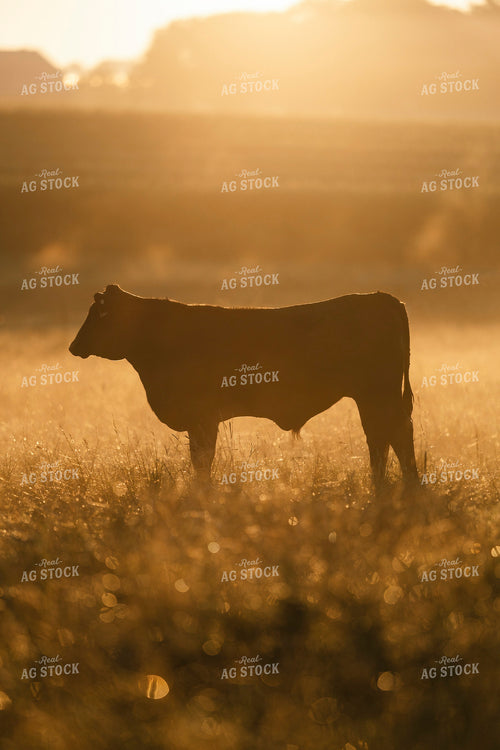 Cattle on Pasture in Morning Fog 250197