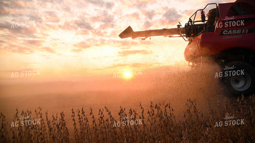 Combine Harvesting Soybeans 25747