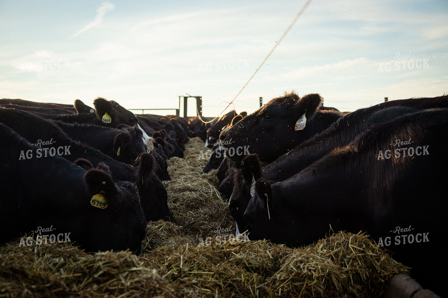 Feeding Cattle 268389