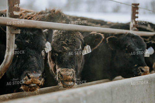 Angus Cows at Trough 77060