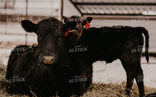 Angus Cow and Calf 54016