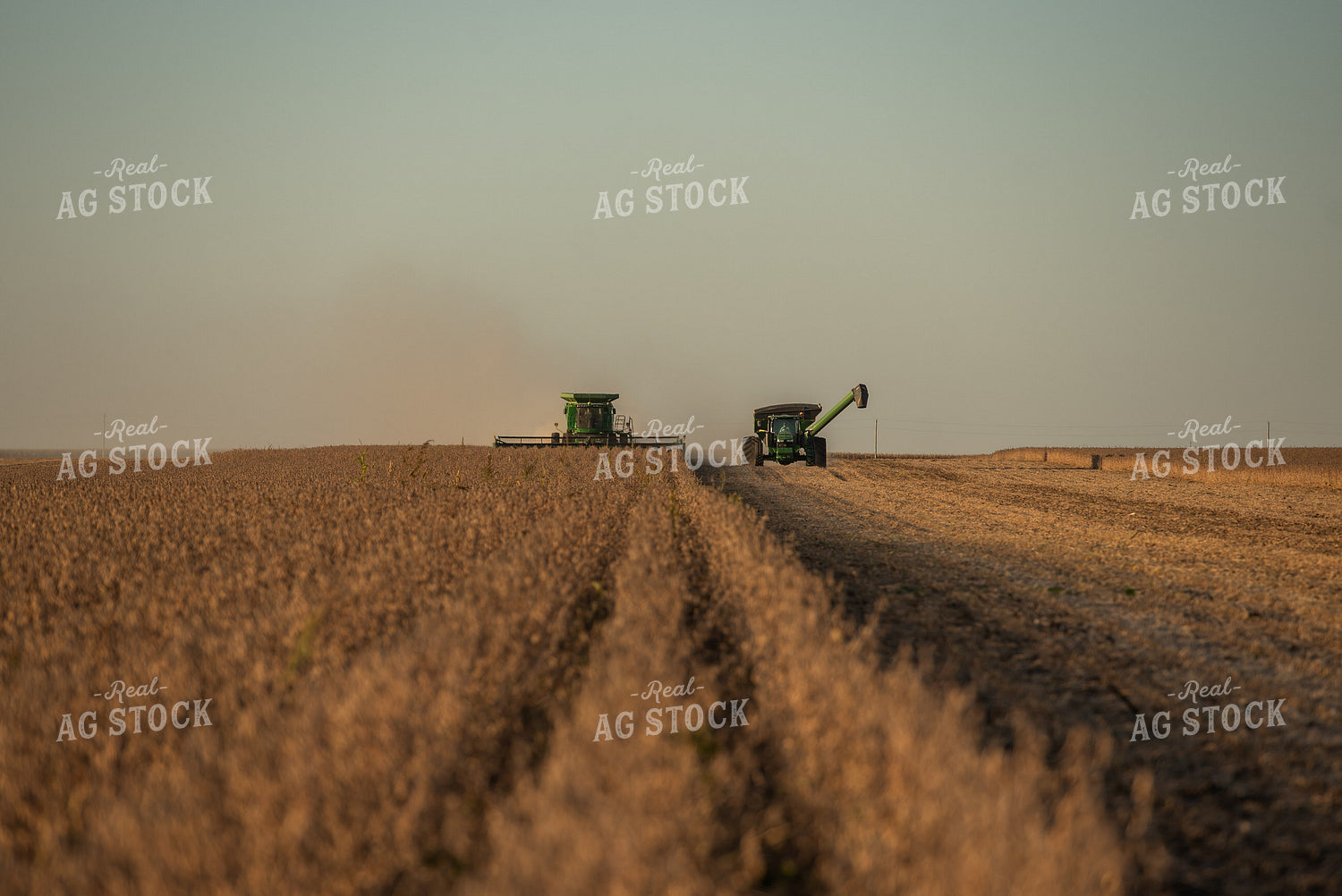 Soybean Harvest 274024