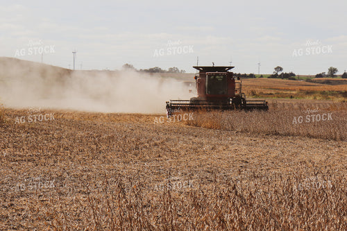 Soybean Harvest 67027