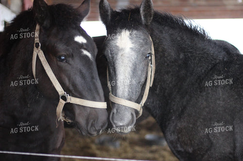Horses with Halters 73026
