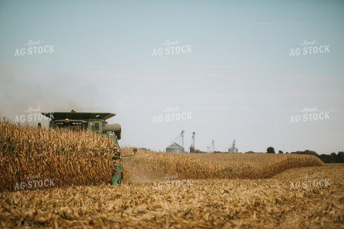 Corn Harvest 6555
