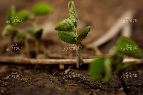 Early Season Soybeans 9687