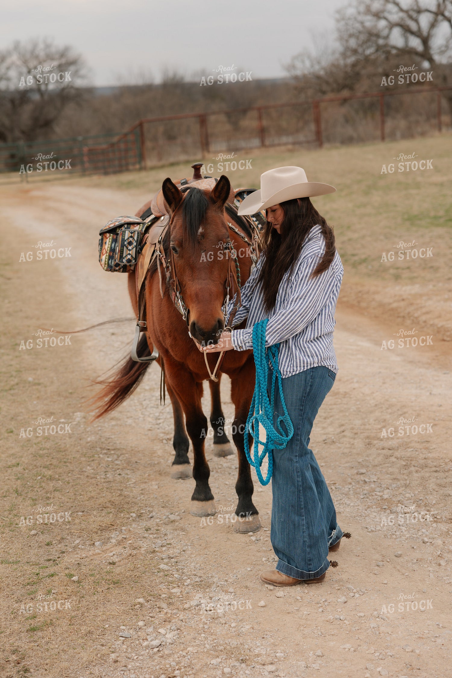 Horses Saddled for Trail Ride 205135