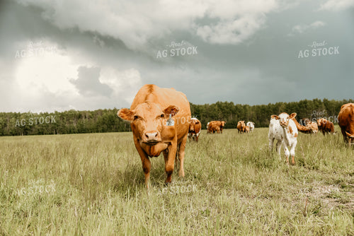 Cattle on Pasture 64131