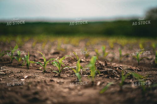 Early Growth Corn 191081