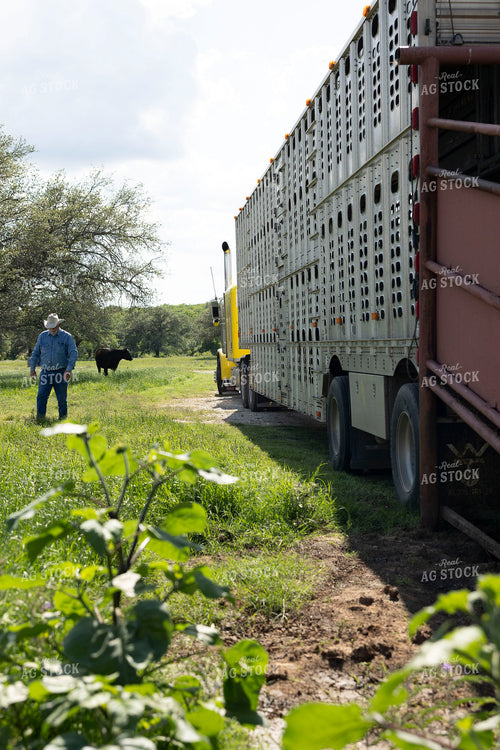 Rancher Loading Cattle 205083