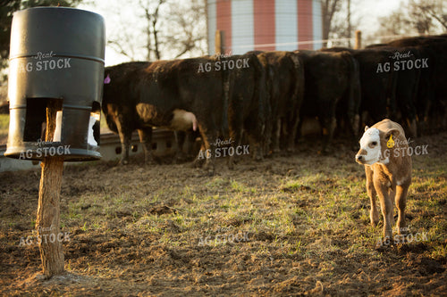 Calf - Charolais and Angus Cross 2265