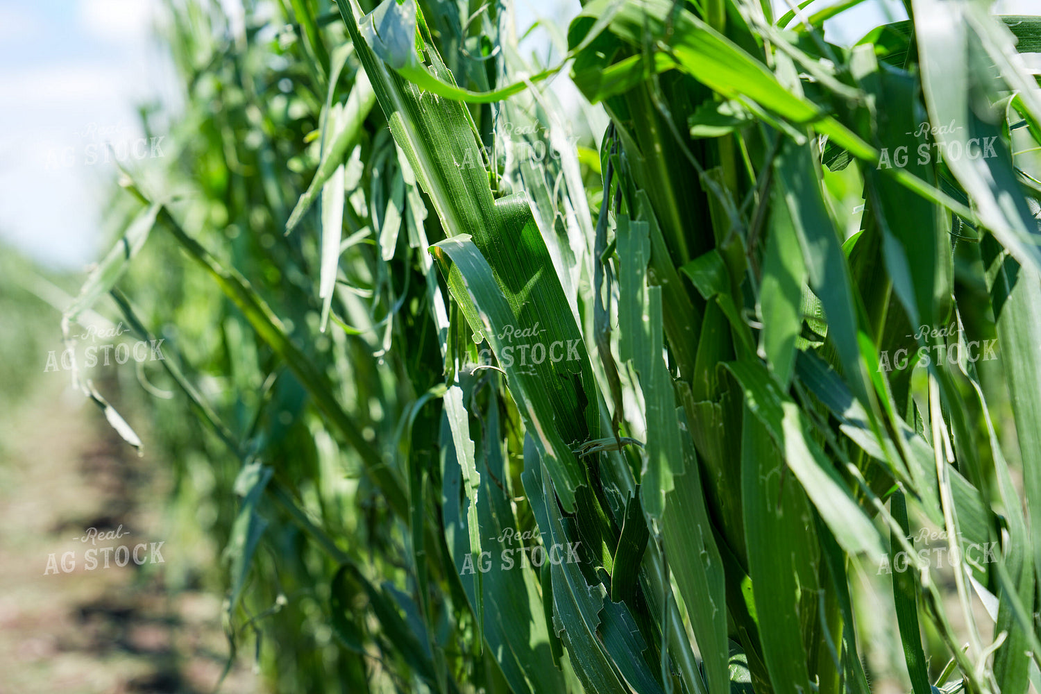 Hai Damaged Corn Field 65900