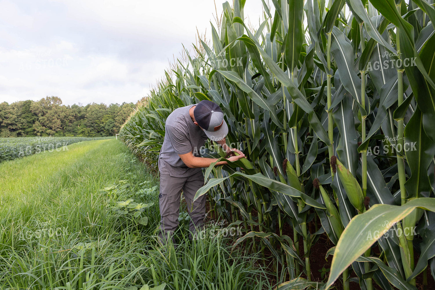 Farmer Checking Corn 79681