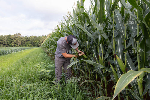 Farmer Checking Corn 79681