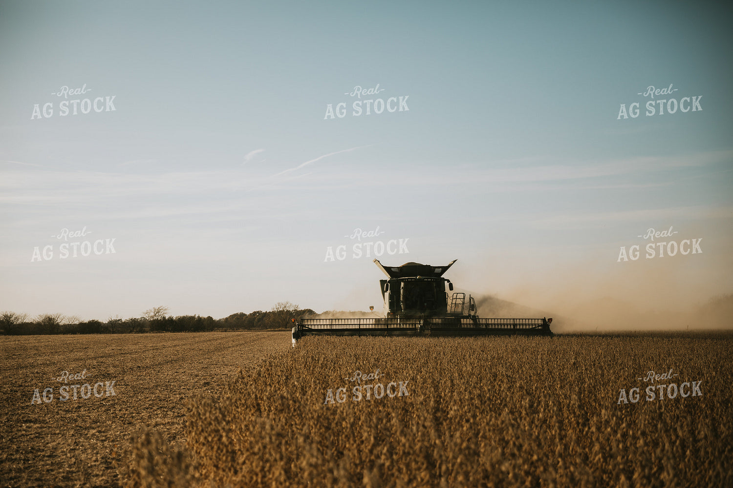 Soybean Harvest 7199