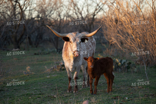 Cow Calf Pair 205038