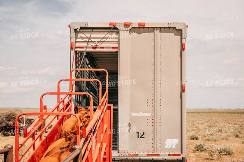 Angus Cattle in Chute 97031