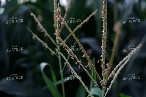 Corn Tassels 129142