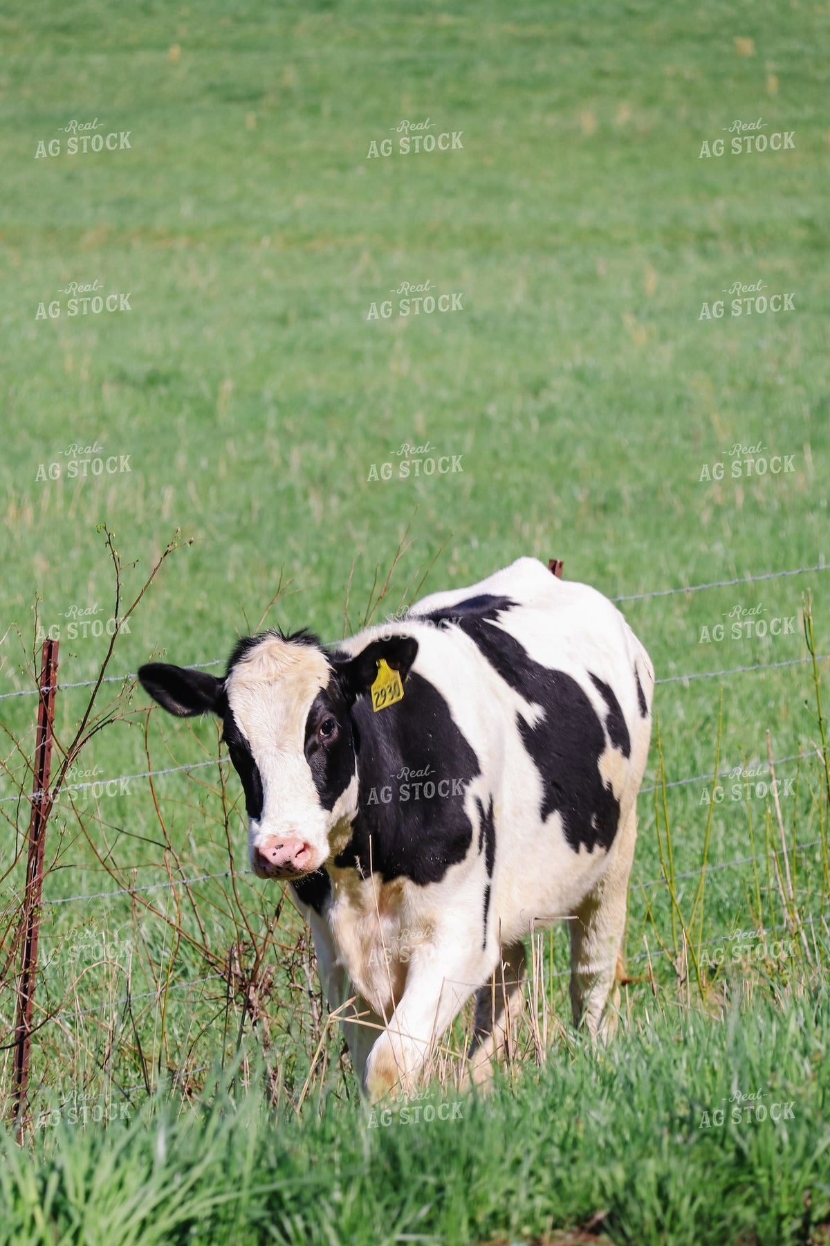 Young Holstein Calf Standing at Pasture Fence 412005
