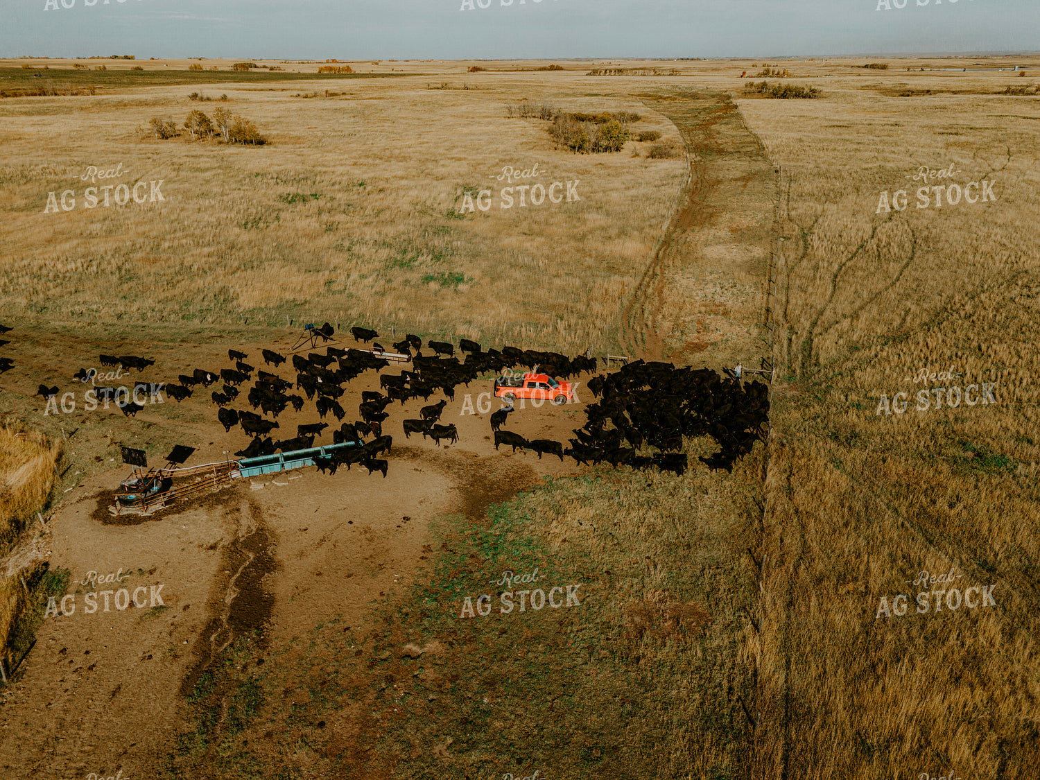Aerial Angus Cattle on Pasture 187086